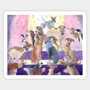Whippet and greyhound dogs at their fashion parade Magnet